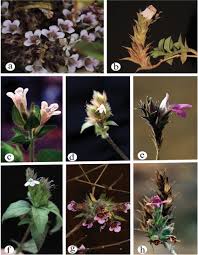 Image result for Lepidagathis randii