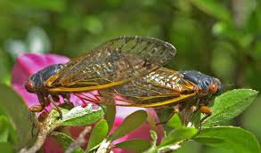 Big 2021 cicada invasion hasn't started yet in n.j., but some early cicadas have arrived. Mother Nature S Epic Cicada Palooza Is Coming Soon To 15 States
