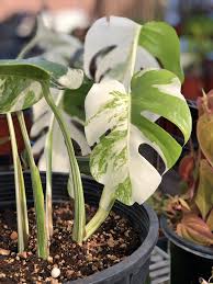 Monstera Deliciosa Var Borsigiana Variegata Rare Plants Plants Fenestration
