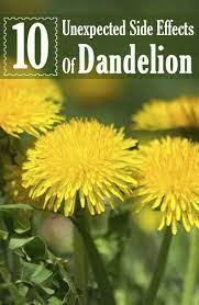 Dandelions Potential Benefits Dosage And Side Effects Dandelion Health Benefits Dandelion Dandelion Benefits
