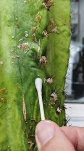 To reduce breakouts, look for skin care products that are designed for men and are free of fragrances and dyes. 6 Reasons Why Your Cactus Is Turning Brown And How To Fix It Potted Pixie