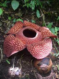 The rafflesia arnoldii is rare and endangered. Rafflesia Arnoldii Wikipedia