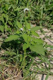 Image result for Heliotropium indicum