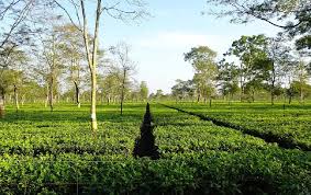 Image result for Camellia sinensis