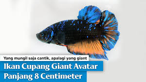 Jual ikan cupang baby giant yellow grizzle bgt7, kondisi ikan sehat, body proporsional, dan sirip ikan balance, dapatkan harga grosir. Ikan Cupang Giant Avatar Youtube