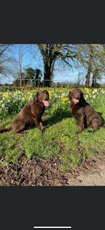 Profile for Walkies with Wakefield