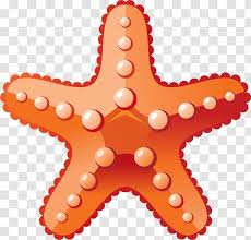 Starfish Clip Art Sea Orange Cartoon Transparent Png