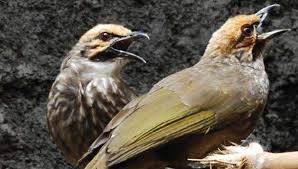Check spelling or type a new query. Inilah Burung Jenis Lain Yang Bagus Didekatkan Dengan Cucakrawa Artikel Pertanian Terbaru Berita Pertanian Terbaru