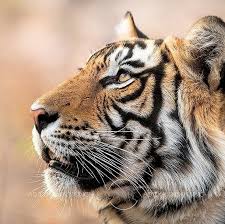 Pin By Dami On My Tiger Animals Beautiful Animals Wild Wild Cats