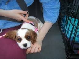 Living with us in our home we normally keep only a handful of select cavalier king charles spaniels, all of whom have been thoroughly tested by veterinary specialists for the health problems that affect the breed. Cavalier King Charles Spaniel Puppies Adoption Wonderful Spaniels