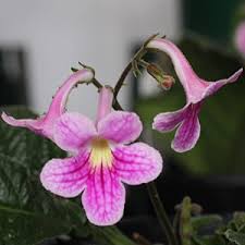 Image result for Streptocarpus glandulosissimus