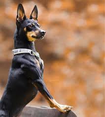 Labradorretriever Miniature Pinscher Dog Lovers Labrador Retriever