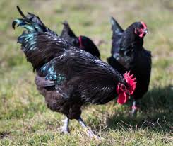 started pullets for sale claborn farms australorp chicken rooster breeds laying chickens breeds