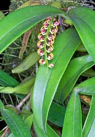 Image result for Bulbophyllum falcatum
