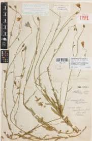 Find wahlenbergia gymnoclada in victorian biodiversity atlas bioregion Campanulaceae Flora Of Australia
