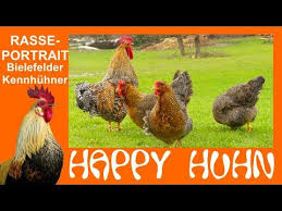Hahnenküken haben ockergelbes flaumgefieder, einen hellen rückenstreifen sowie einen hellen sperberfleck am kopf. E78 Bielefelder Kennhuhner Im Rasseportrait Bei Happy Huhn Kennfarbige Kuken Hahne Unterscheiden Youtube Hahne Huhner Kuken