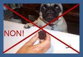Le chocolat contient de la théobromine qui se révèle être un véritable poison pour les chiens et les chats. Attention Le Chocolat Est Un Poison Pour Le Chien Conseils D Un Veterinaire