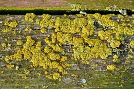 Multumesc ca ati facut acest site cu poezii despre. Flori De Mucigai Tudor Arghezi Dragos Serban