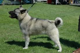 Image result for norwegian elkhound grey