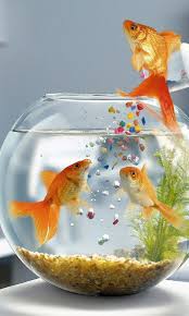 Regardless of the kind of phone that you own, you can easily download high resolution wallpaper that have been resized and cropped to fit your phone's screen. Hd Fishes Mobile Wallpapers For Samsung Galaxy Samsung Galaxy Wallpaper Iphone Wallpaper Mobile Wallpaper