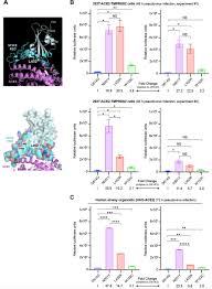 In this video, we take a look at the spike protein mutations from the newly emerged variants in the united states. Transmission Infectivity And Antibody Neutralization Of An Emerging Sars Cov 2 Variant In California Carrying A L452r Spike Protein Mutation Medrxiv