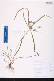 Image result for Queenslandiella