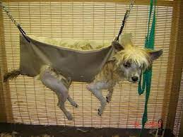 Groomers Bbs Homemade Sling And Gh Diy Dog Stuff Dog Grooming Shop Dog Grooming Supplies