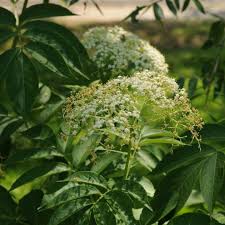 Image result for Sambucus canadensis