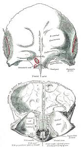 Image result for Frontal Bone