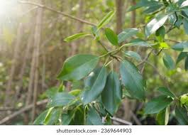 Image result for Ceriops