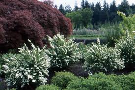 Image result for Isopyrum nipponicum