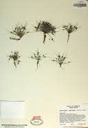 Image result for Lipocarpha