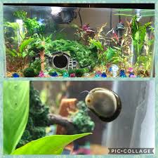 Read reviews from world's largest community for readers. Merlin S Updated Tank New Betta Log New Plants A Nerite Snail I Ve Named Roomba And Glued Some Marimo Moss Balls Onto Merlin S Hobbit Hole I Put In More Java Fern Added Scarlet