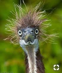 Wild Bird With Crazy Hair Animals Who Forgot To Schedule A Hair Appointment Before Going Into Self Isolation Funny Dog Faces Birds Animals Beautiful