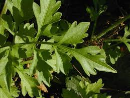 Image result for Bidens bipinnata