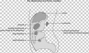 But other factors, such as whether the doctor feels the cancer is resectable (all visible cancer can be removed by surgery), as well as a person&#x27;s general health and preferences, also play a role. Peritoneum Peritoneal Mesothelioma Cancer Primary Peritoneal Carcinoma Mesothelium Png Clipart Anatomy Angle Area Ascites Cancer Free