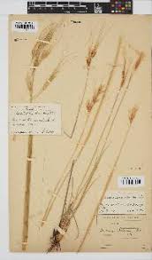 Image result for Tristachya rehmannii