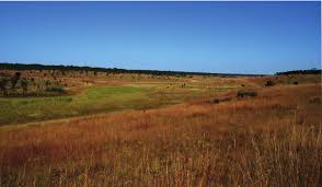 Image result for Limnophyton angolense