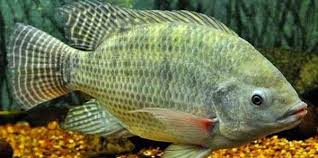 Saatnya meningkatkan hasil budidaya ikan nila lebih maksimal. Inilah Cara Membuat Umpan Ikan Nila Mujarab Sejak Dahulu Kala Toko Pancing Langgengpancing 0821 383 01234 Toko Pancing Grosir Pancing Solo Alat Pancing