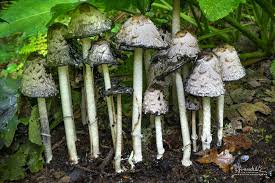 Image result for Coprinus sp.