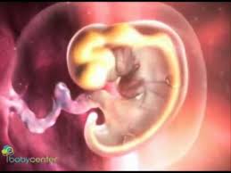 5ª Semana Gestacional Youtube