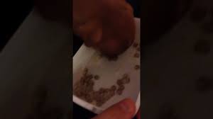 1 aylik pitbull golden yavru kopek pitbull yavru kopek kopek