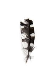 Thursday, i found a black feather with white spots. 8 Obrazki Ideas White Aesthetic Pure Products Simply White