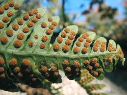 Image result for Polypodiaceae