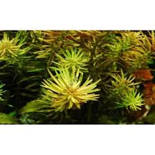 Image result for Limnophila indica