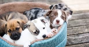 You can begin weaning a puppy or litter around 3 and 4 weeks old. Weaning Puppies Petcoach