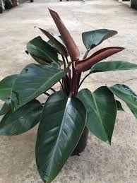 Philodendron Rojo Congo Westlake Nursery Philodendron Philodendron Plant Plants
