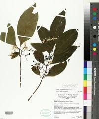 Image result for Afrocanthium salubenii