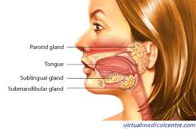 Image result for salivary glands