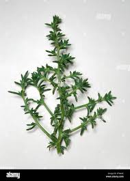 Image result for Salsola kali